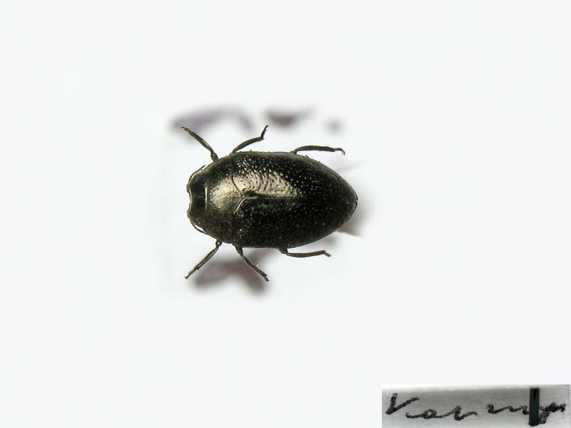 Trachys troglodytes troglodytes Gyllenhal in Schönherr, 1817